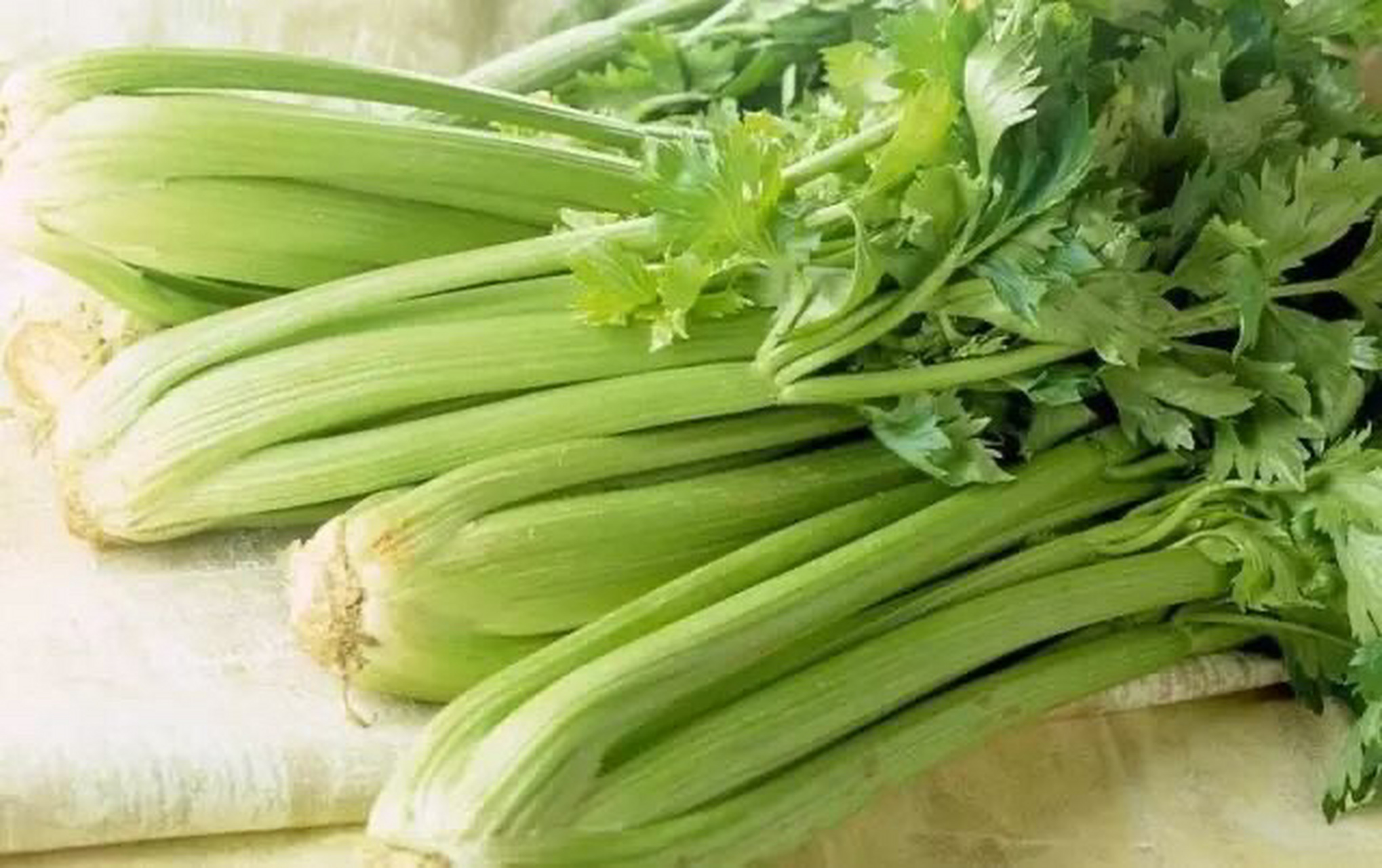 最刮油的蔬菜 天天吃06 生菜97 含有大量胡萝卜素 维生素还有膳食