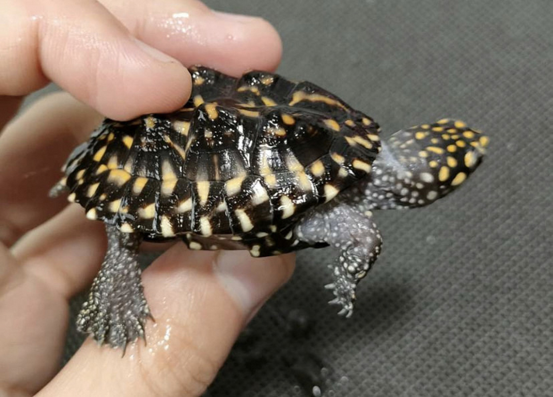 网拍了一只5cm的斑点龟 网拍了一只5cm的斑点龟,看起来斑点蛮多的,再