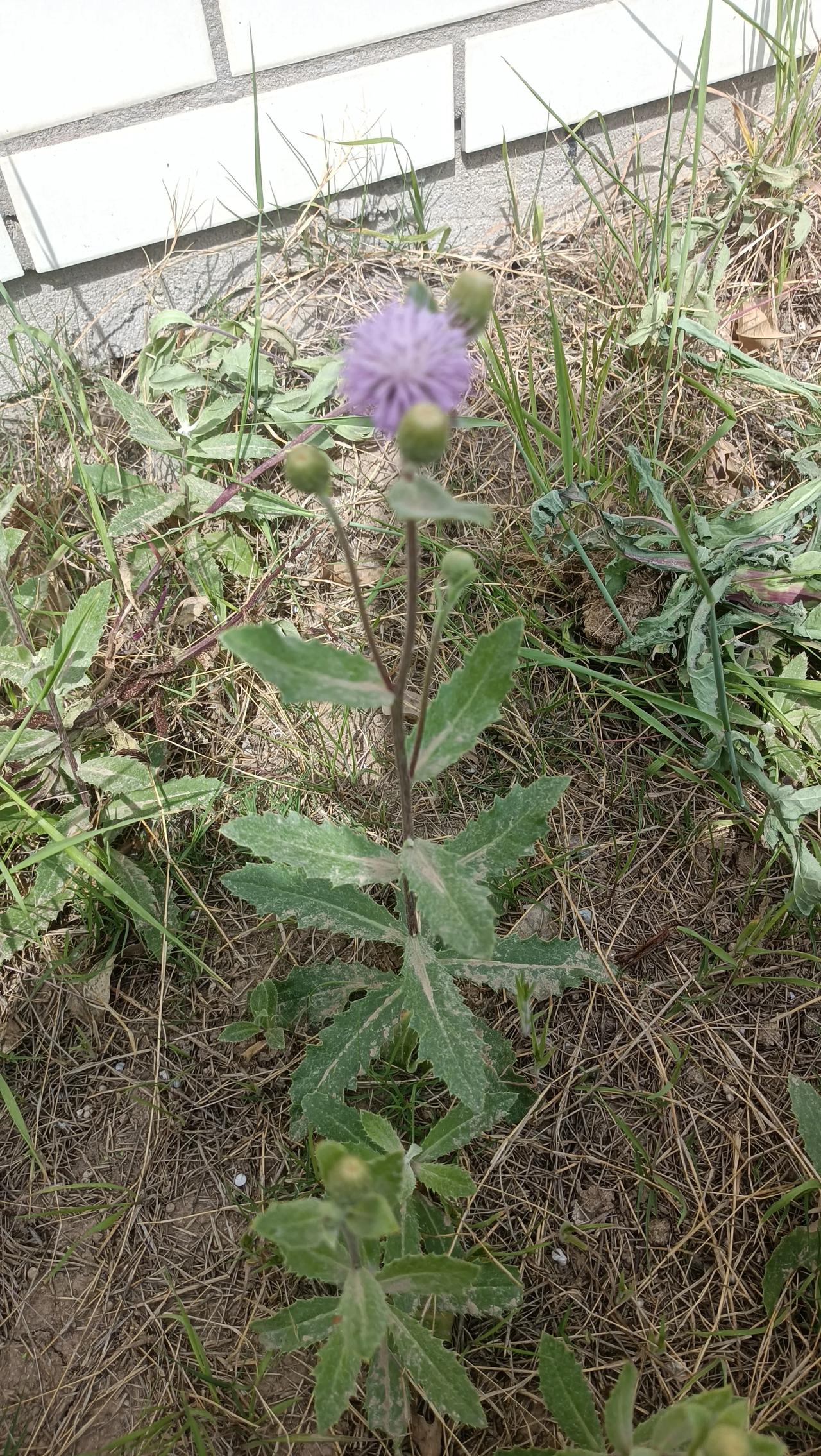 大荆草药图片荆棘草带刺的草刺草图片荆棘草图片刺草农村路边常见带刺