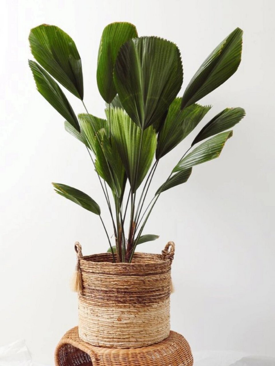 家居植物分享-圆叶轴榈 是棕榈科,轴榈属灌木,茎高可达2-3米,粗7-8