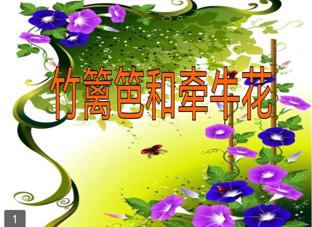 中班语言:竹篱笆和牵牛花