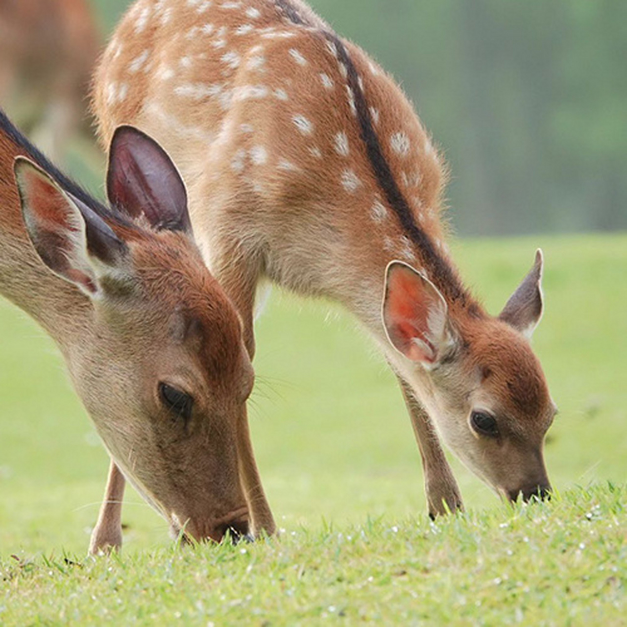 可爱动物# #摄影美图分享#   (via.ins.narano_shikasan)