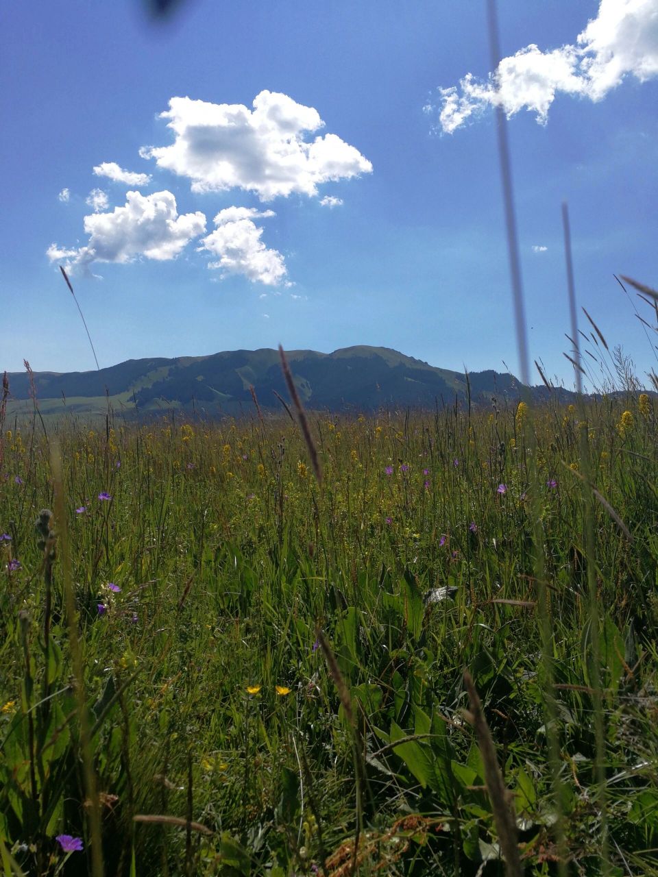 伊昭公路野狼谷 伊犁河谷——昭苏野狼谷 昭苏"野狼谷"是位于昭苏县大