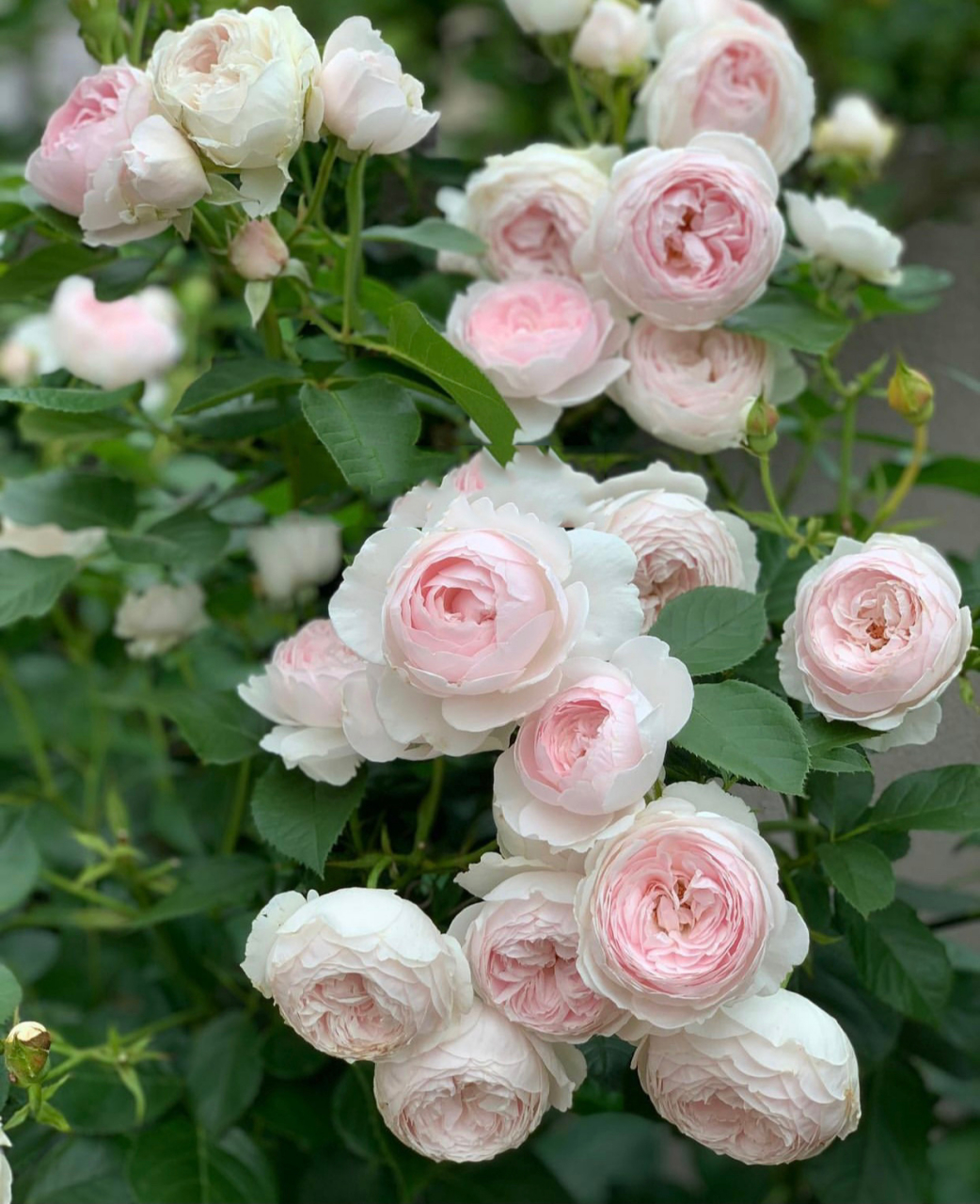 克里斯蒂娜公爵夫人月季优缺点分析欢迎补充 尘世天使也叫"克里斯蒂娜