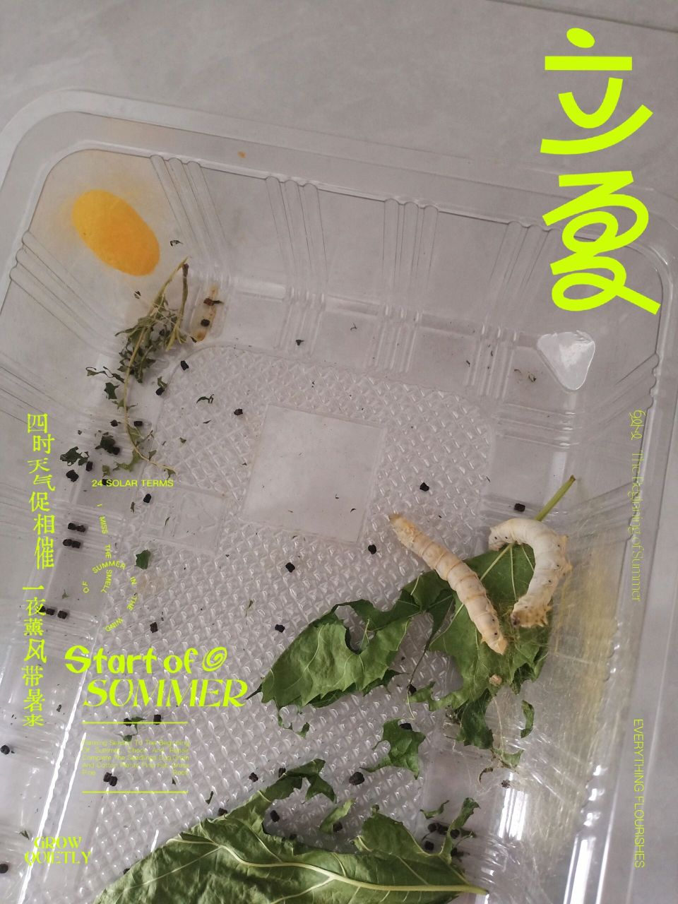 为什么蚕宝宝吐彩色的丝 我儿子养的蚕,买回来两星期了,今天有条结了