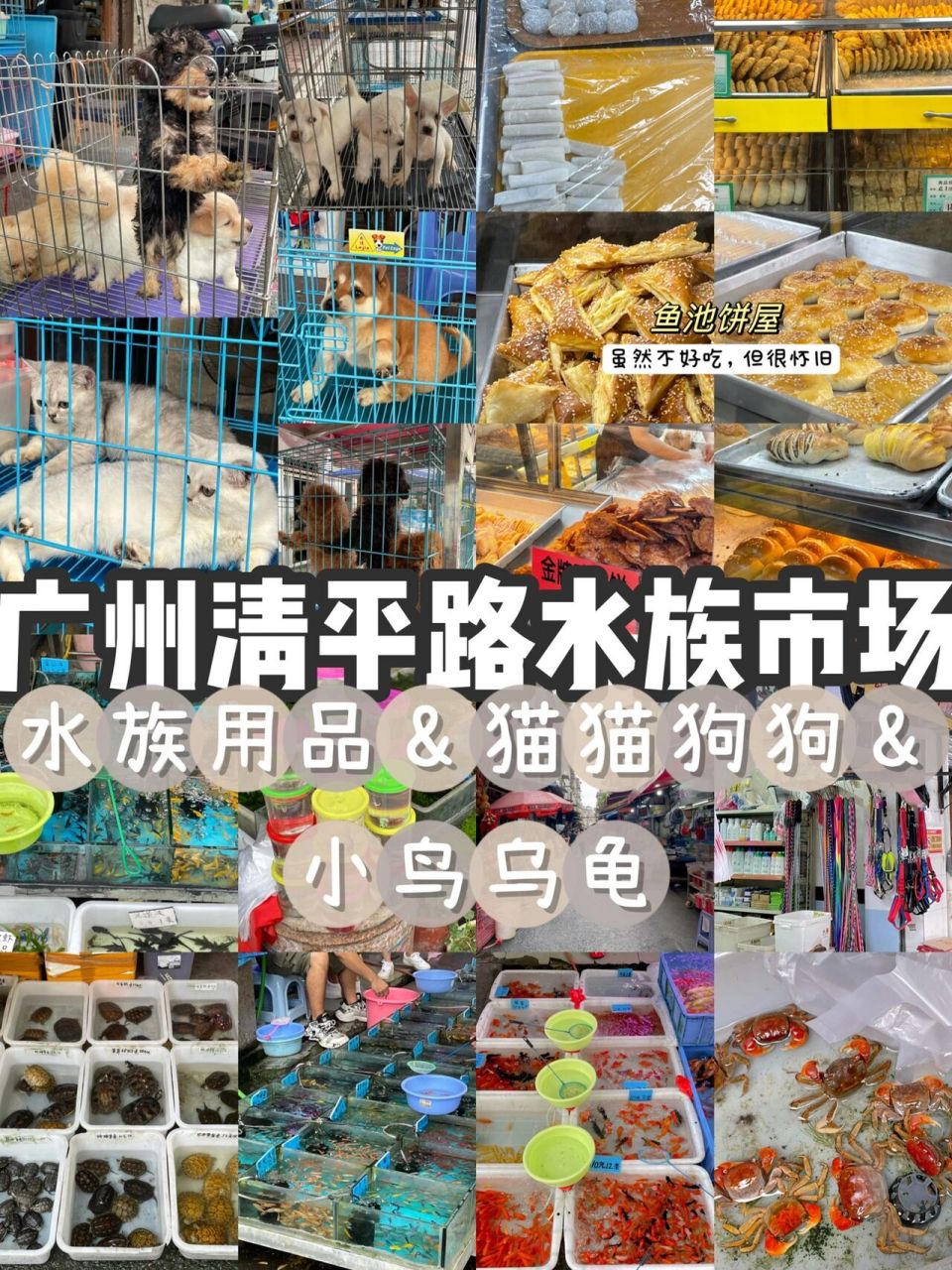 广州清平路水族市场9893宠物攻略 清平路是我的童年回忆 小时候的