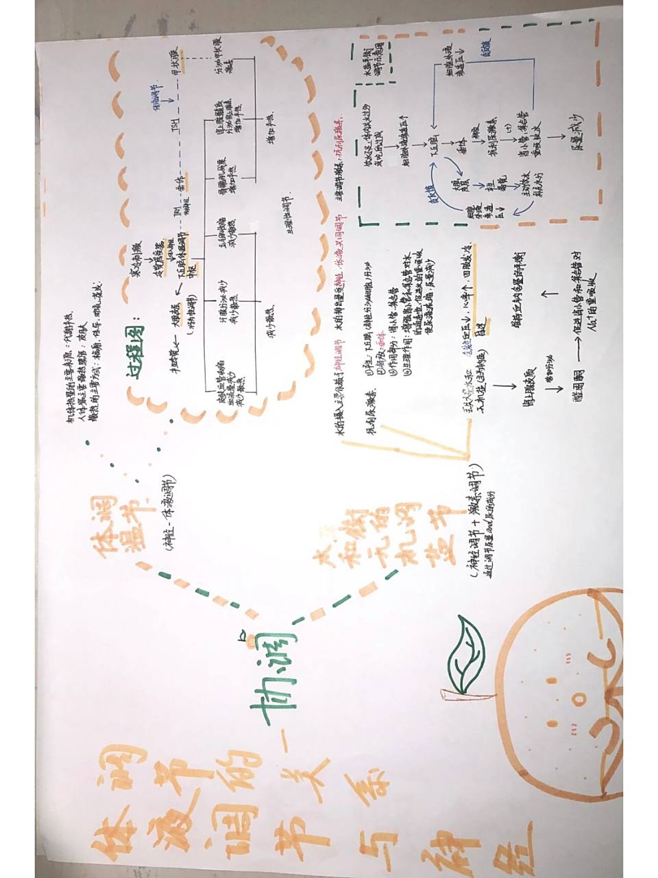 高二生物选择性必修一体液调节思维导图