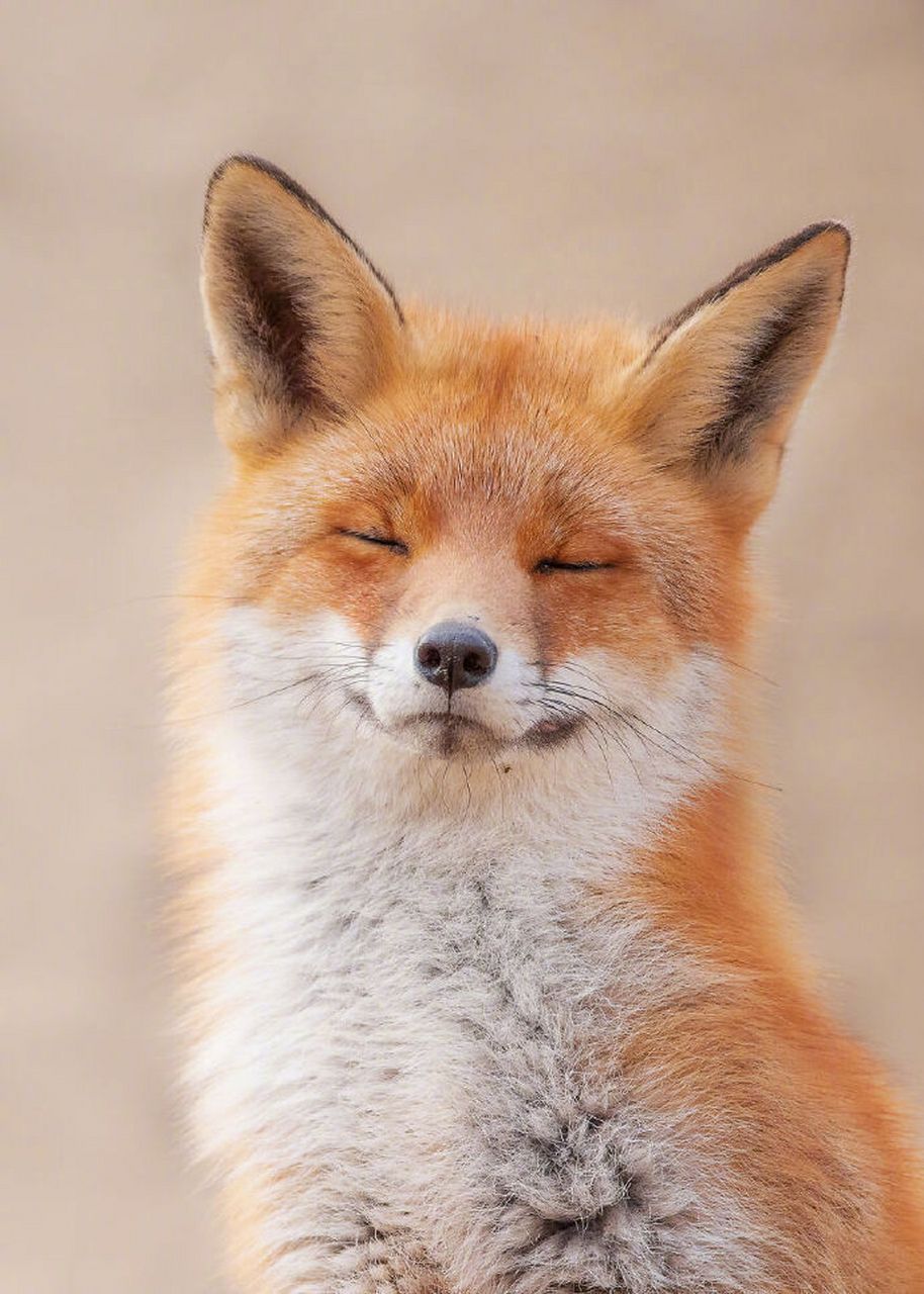 "我想做一只温和的小动物.