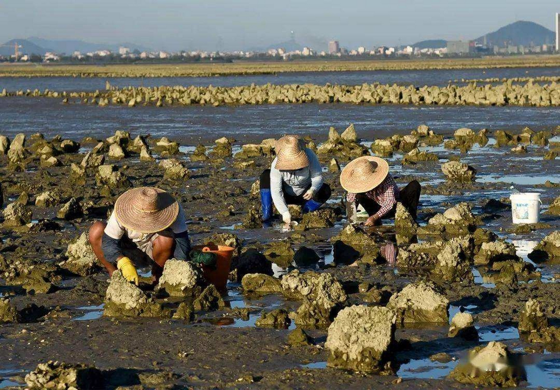 给点建议,谢谢你们 #北海赶海 #涠洲岛赶海