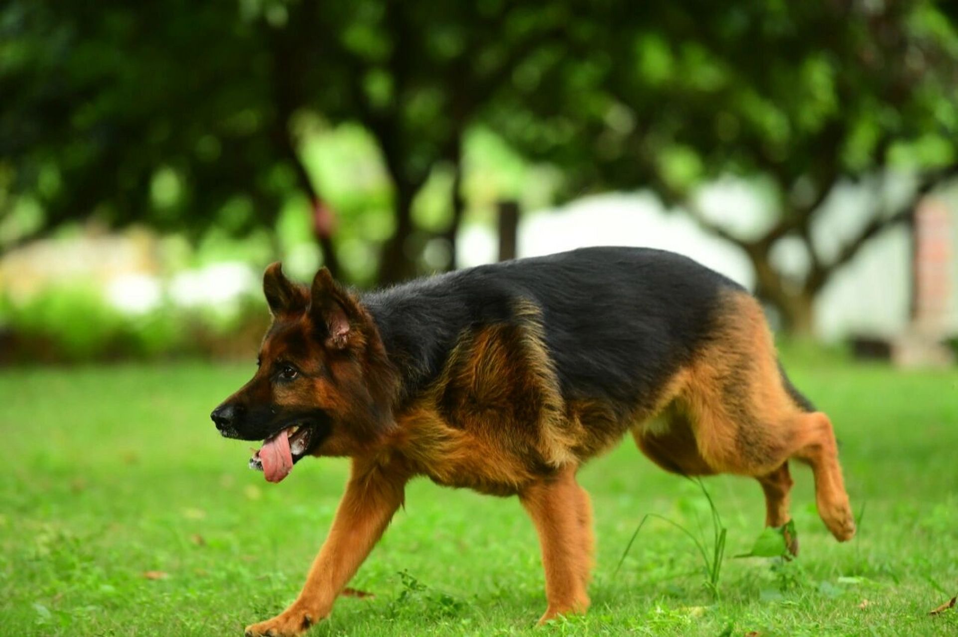 德国牧羊犬～奔跑系列(一)