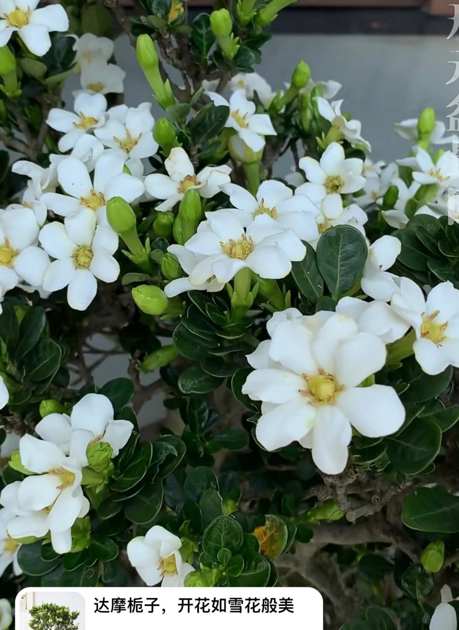 达摩栀子花 达摩栀子花,因其叶子圆钝,又名丸叶栀子花,属日本品种.