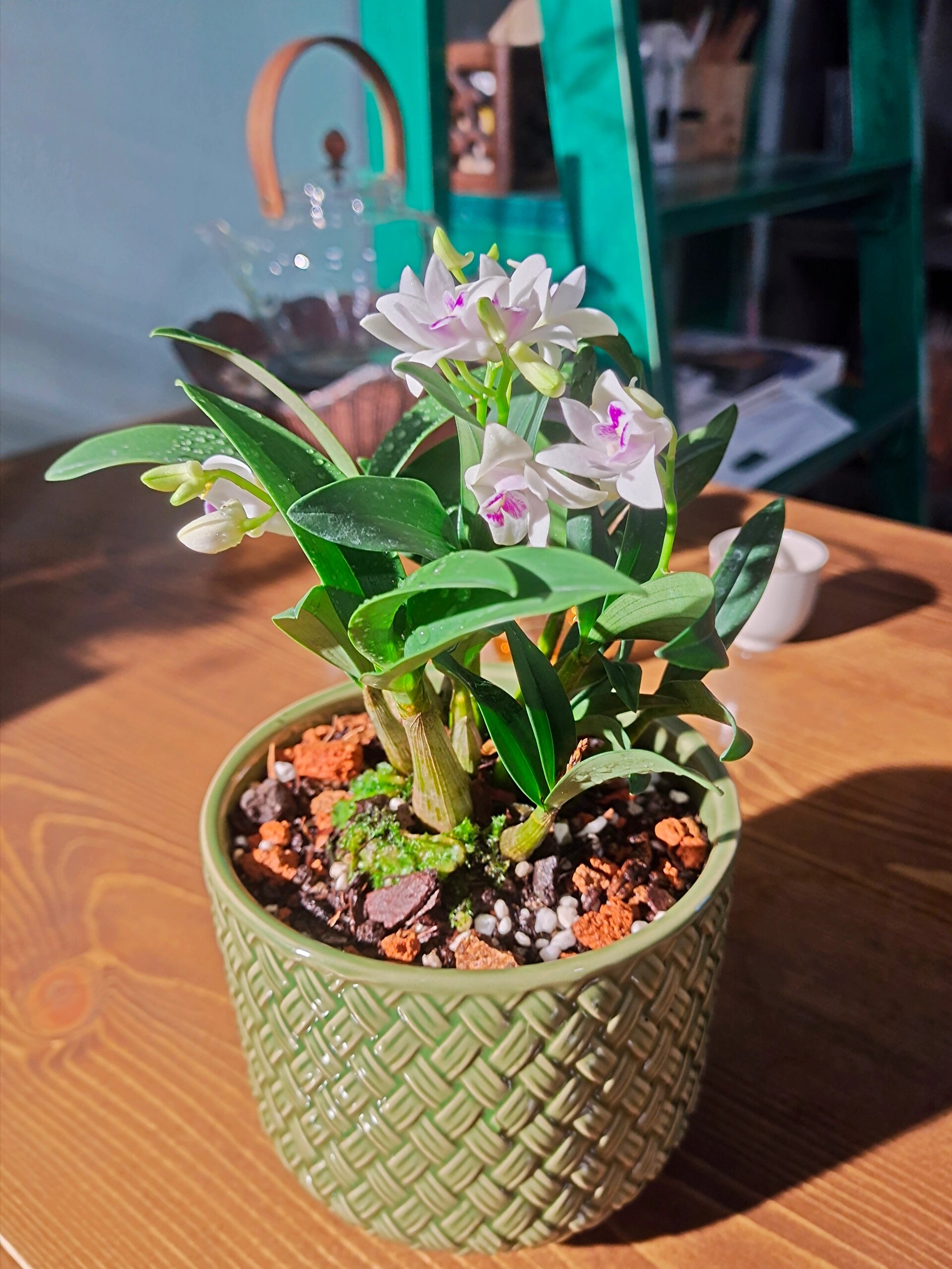 香水石斛兰 白花红心澳洲香水石斛兰 花有香味 现在开的正是好时候