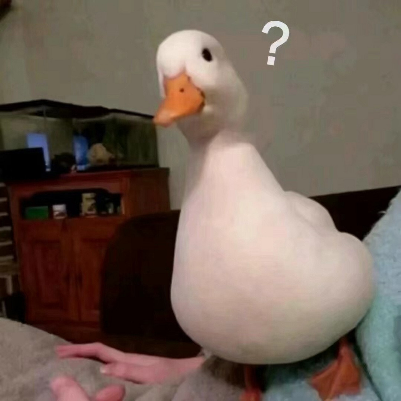 一组沙雕问号表情包 676767 请查收 取图方式959595 76