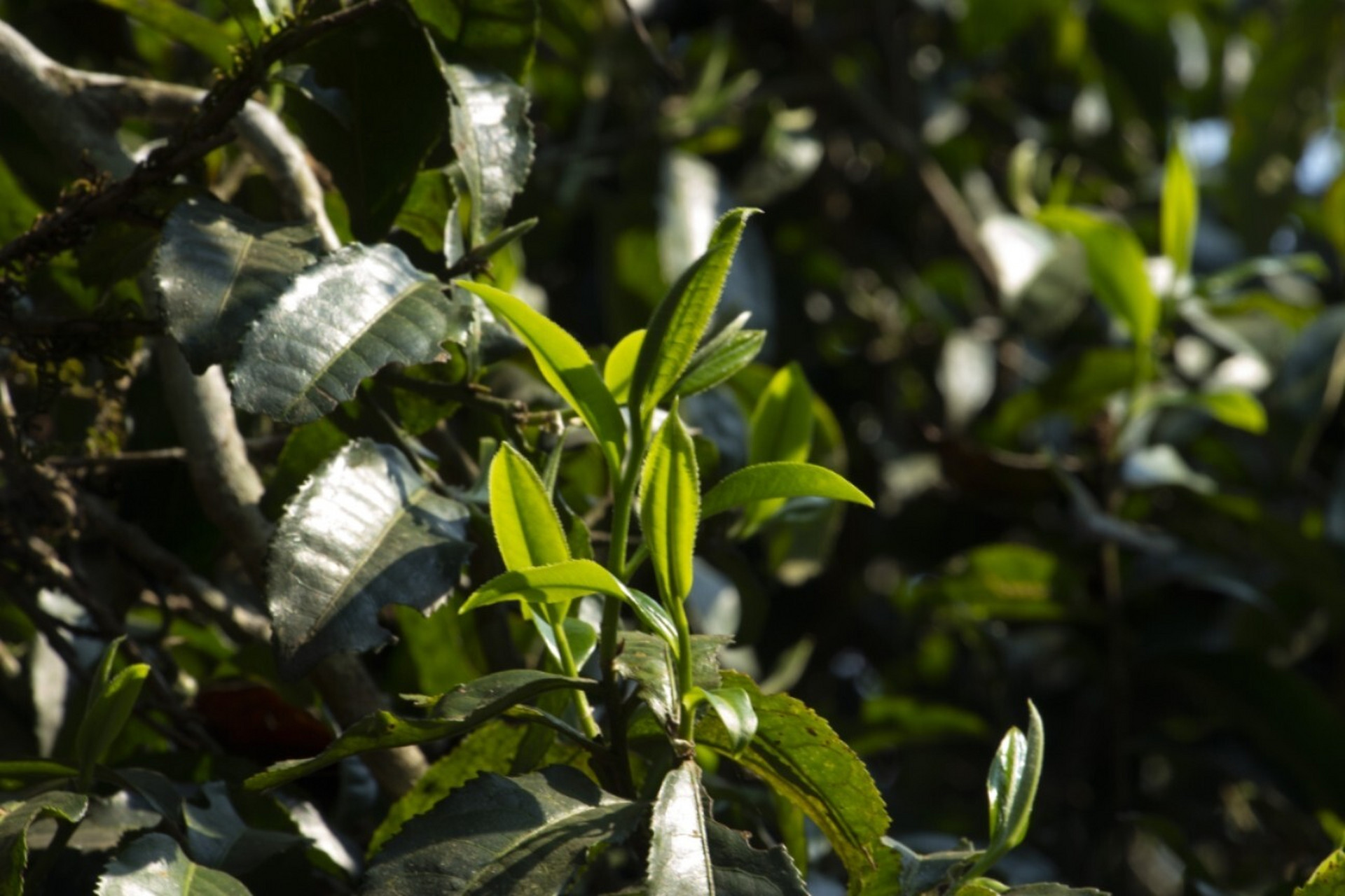 春茶由于茶树营养物质丰富,故而叶肉肥厚,芳香物质和维生素含量较高