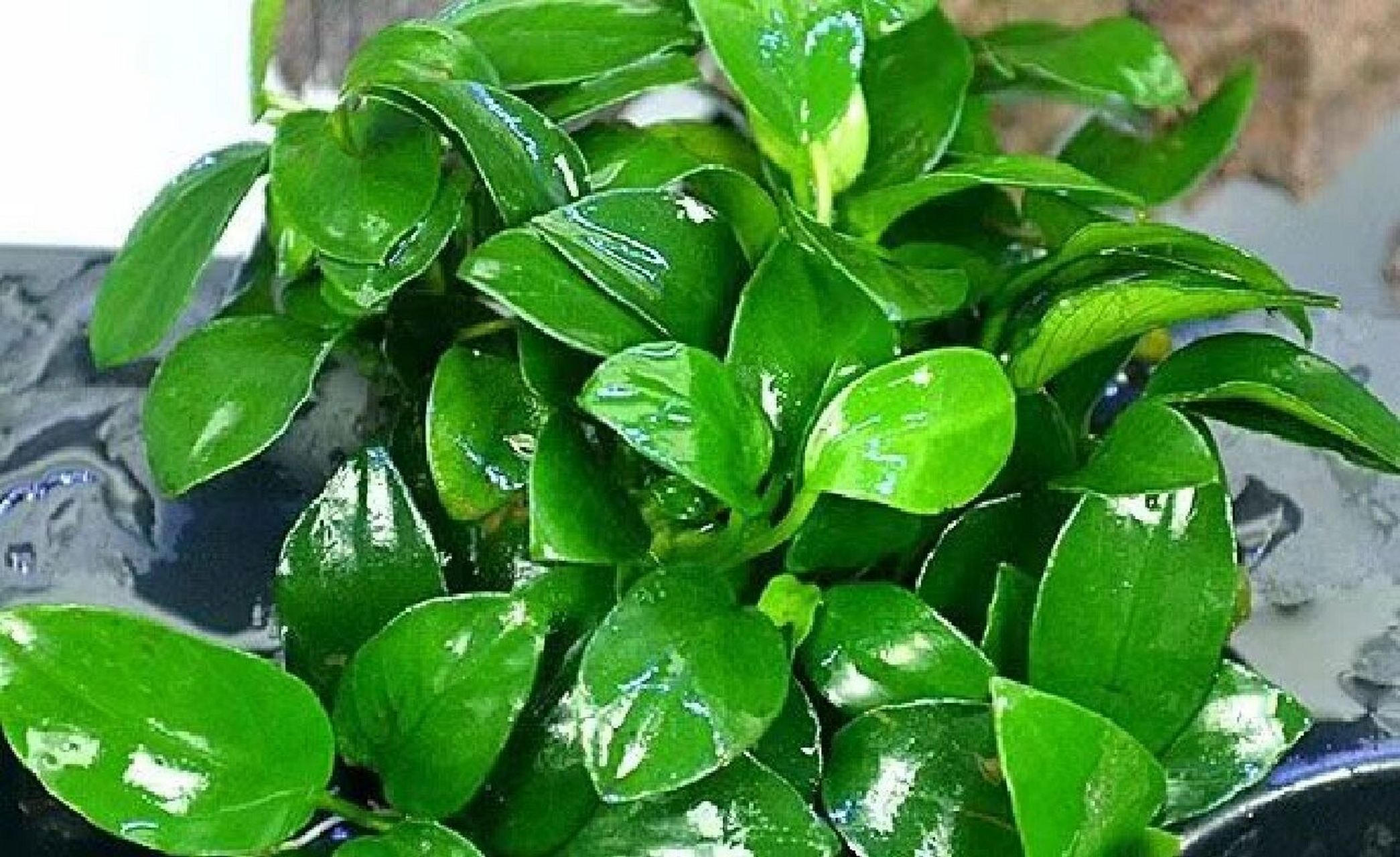 每天认识一种水草~迷你小水榕 根部宜疏水,适合扎在沉木及石上.