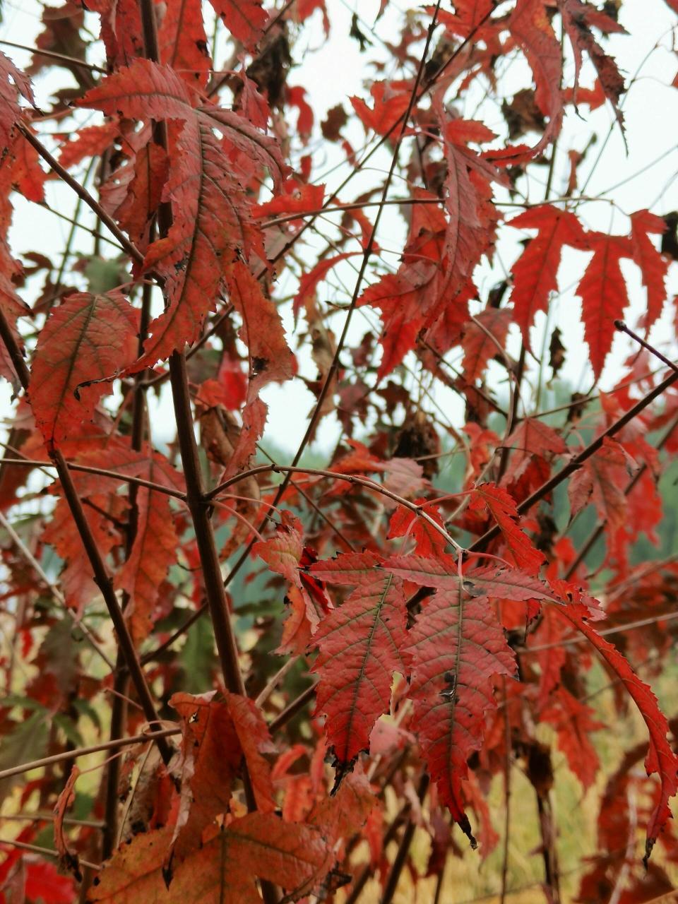 茶条槭树叶图片图片