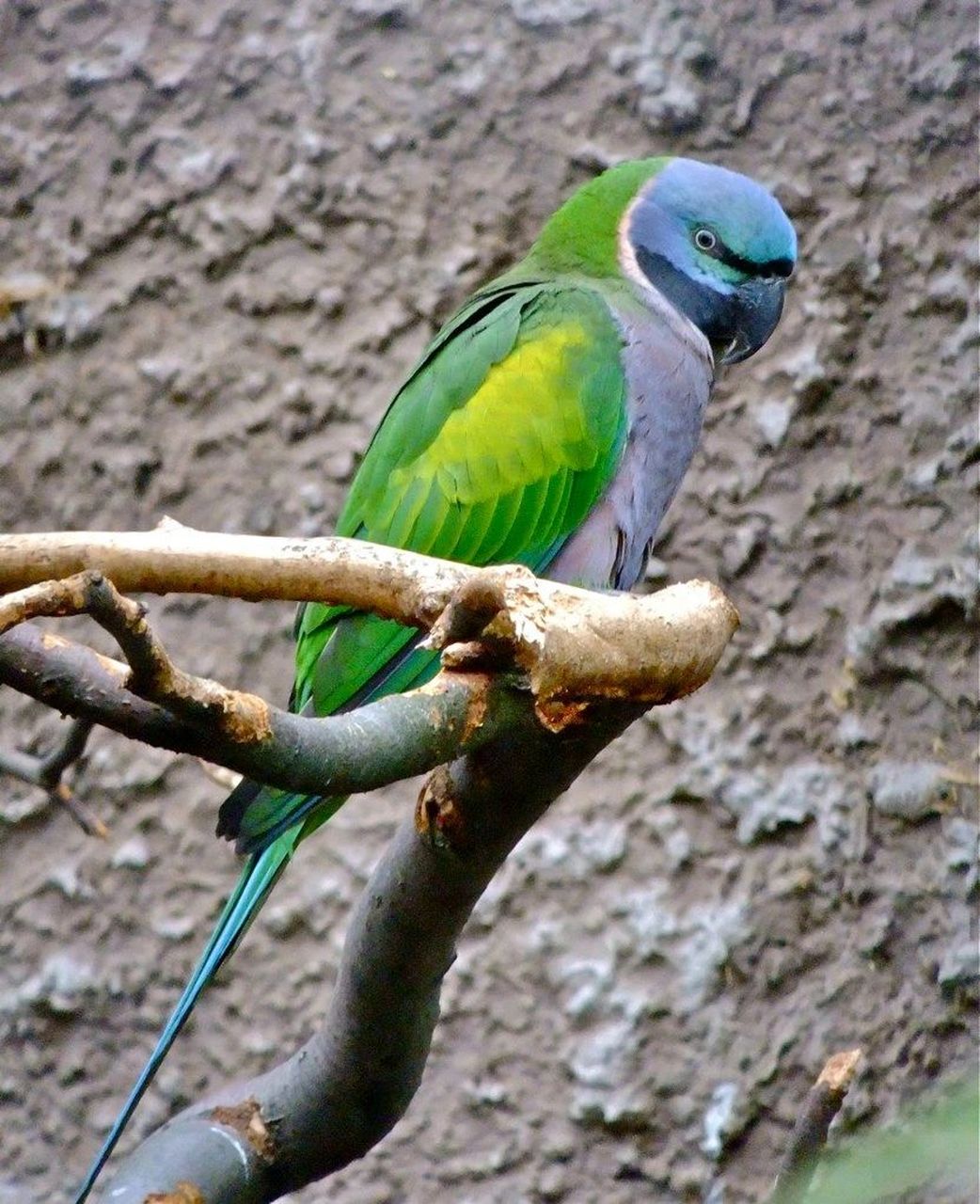 大绯胸鹦鹉 又名: 大紫胸鹦鹉,德比勋爵鹦鹉 尺寸: 50厘米(19.