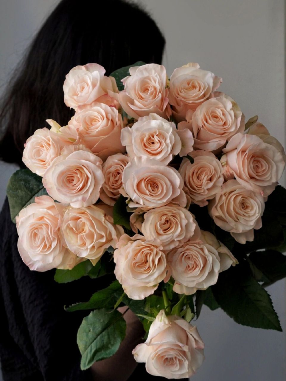 【辛西娅玫瑰】 |清新脱俗的少女感玫瑰 戳中少女心的玫瑰来啦,清新