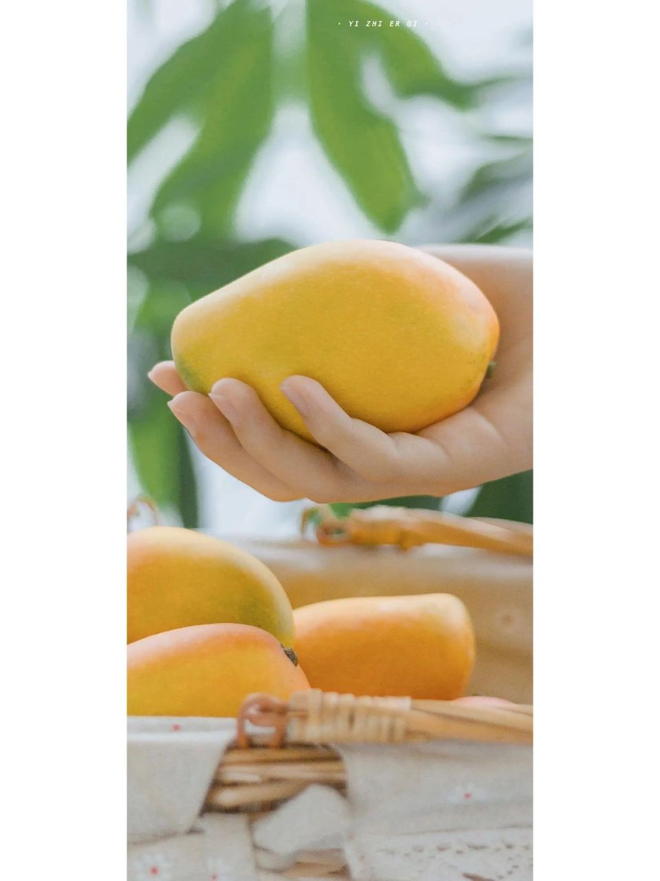 芒果一般不能和海鲜,酒,大蒜,菠萝等食物一起食用.