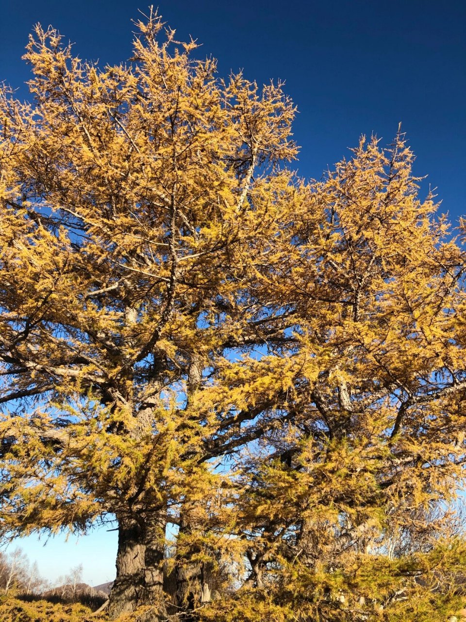 十一的黄岗梁还值得去吗 今天去了黄岗梁,真的是茫茫林海,景色很好看.