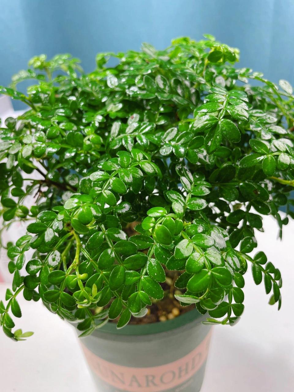 清香木,又名胡椒木,放在室内可以驱赶蚊虫 所以也被称为驱蚊木,四季