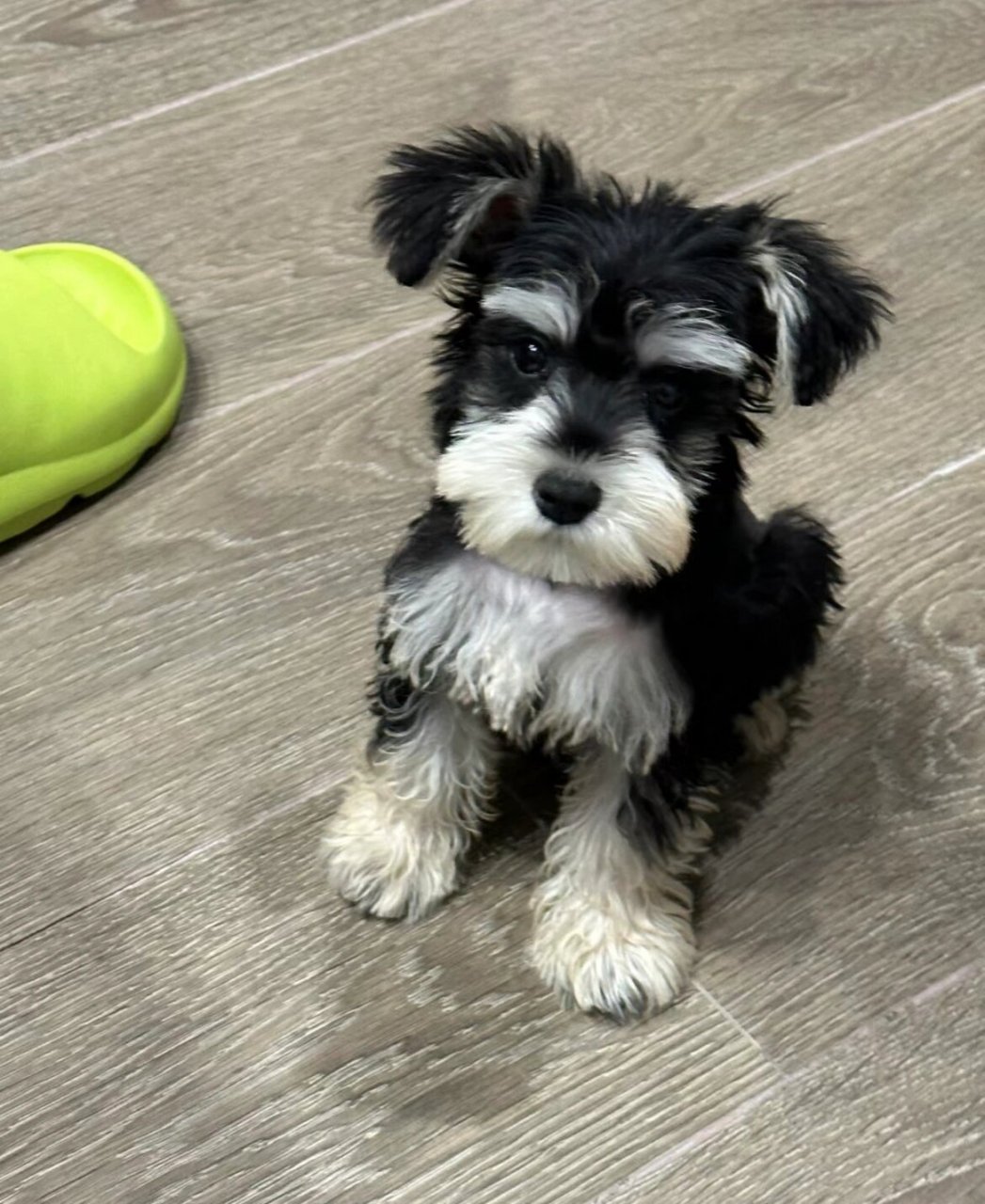 雪纳瑞幼犬自家繁育1800一只 自家繁育的雪纳瑞幼犬找好人家啦,公母都
