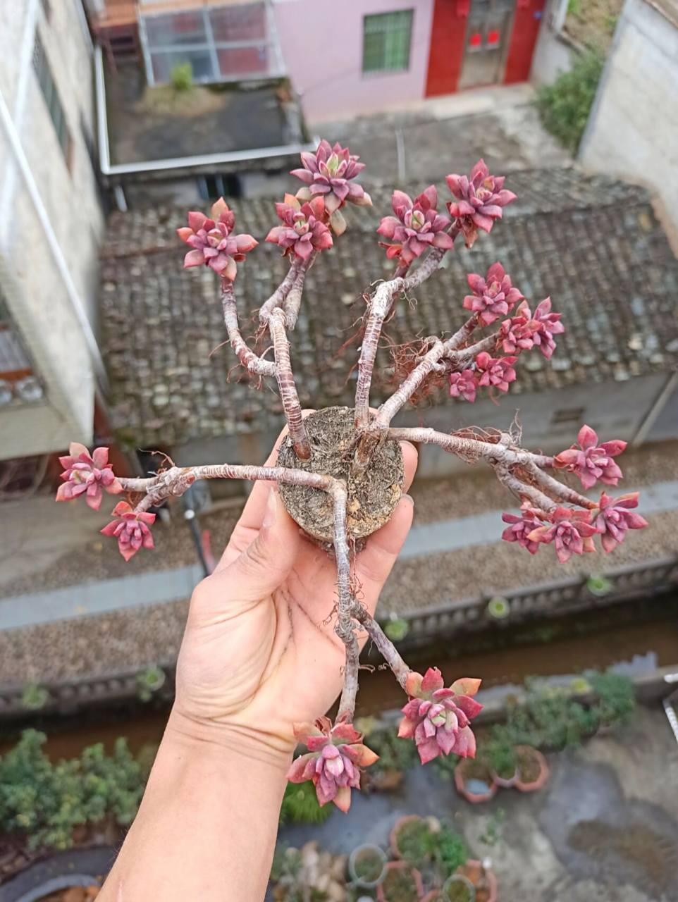 仙化的多肉·美到成仙的红稚莲老桩 ·最初是跟筷子一样直的红稚莲,被