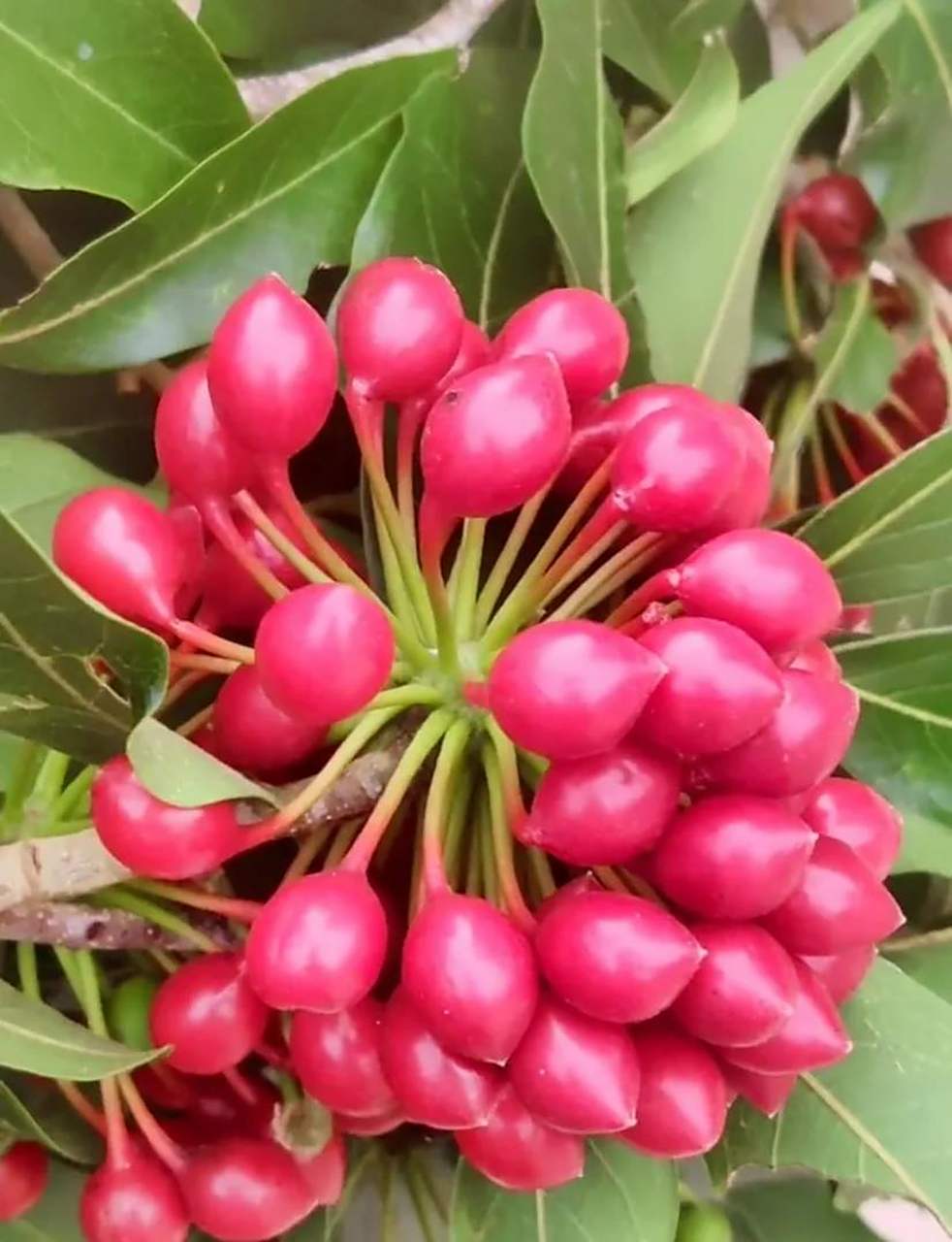 海南本地野生水果满树通红,你吃过吗