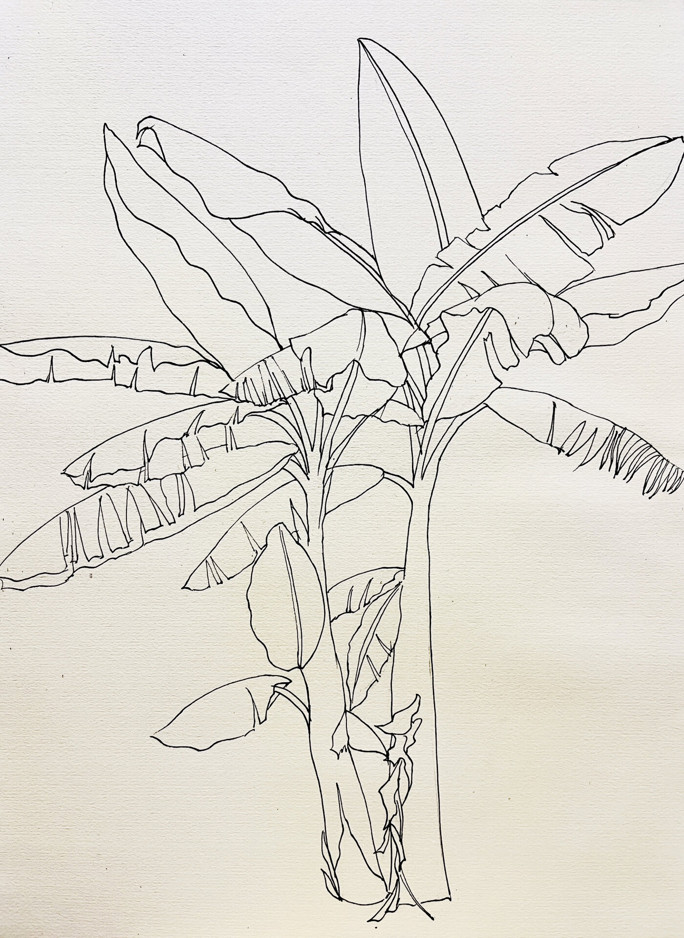 谁还不会画芭蕉树!(分享芭蕉树的画法