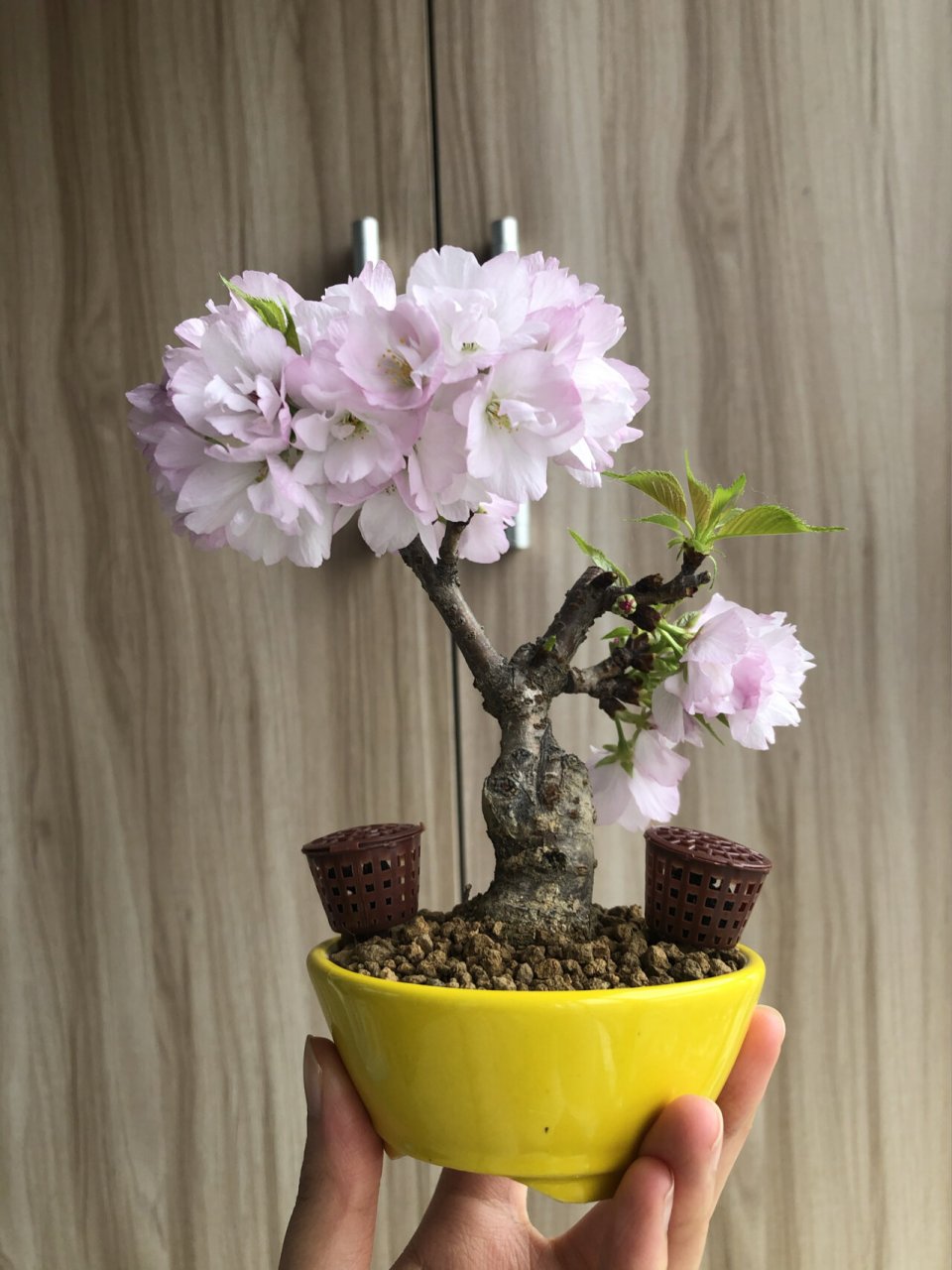 第二年开花的旭山樱,专做盆景的樱花品种 刚用,晒一晒我养到第二年的