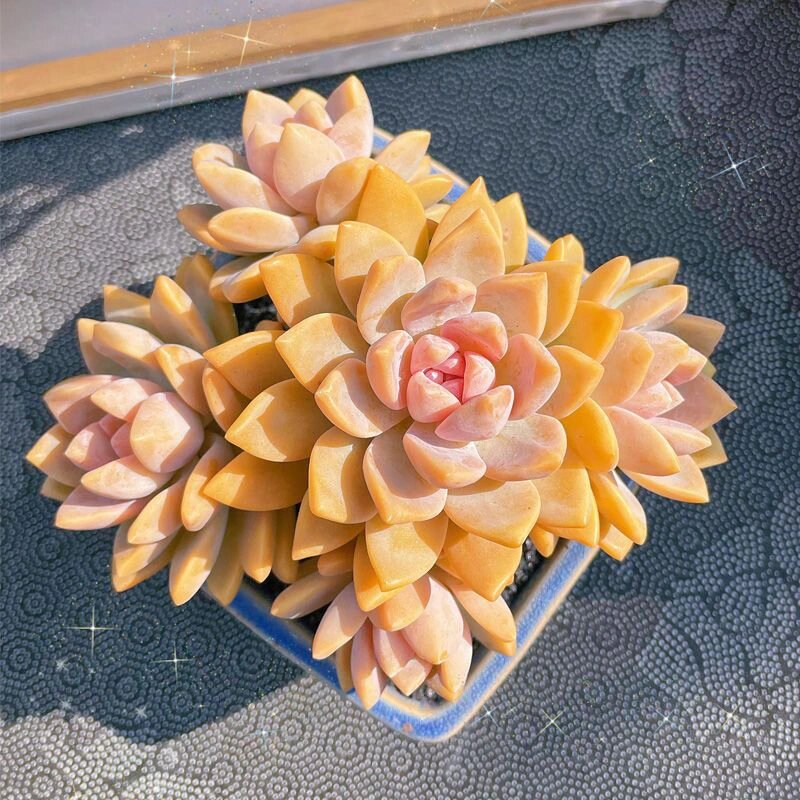 华丽风车跟紫乐同为紫色系多肉,而且两者长得非常相似,所以有些肉友就