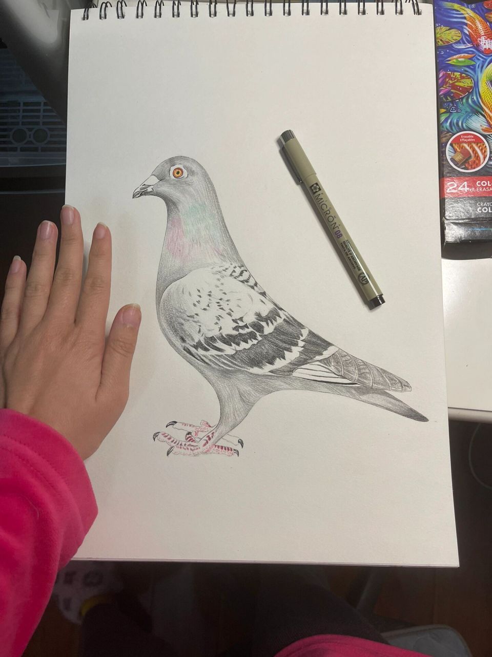 和平鸽图片手绘彩铅图片