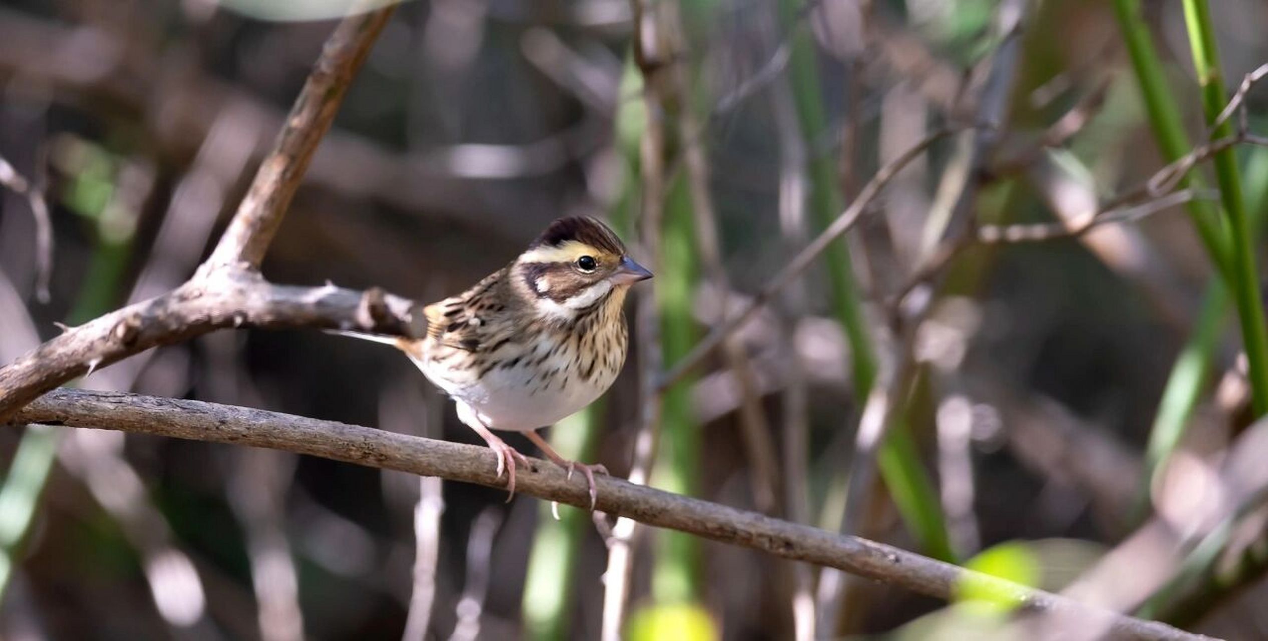 黄眉鹀 黄眉鹀在《中国鸟类野外手册》编号1314(学名:emberiza chrys