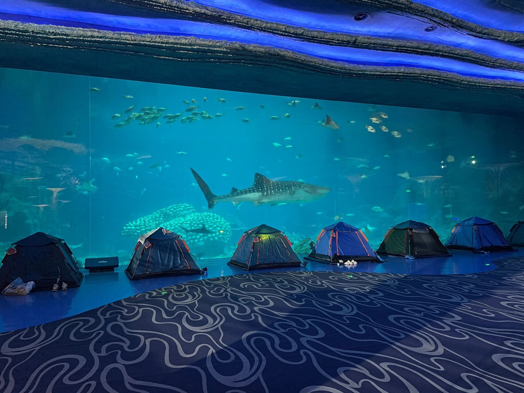 珠海长隆海洋王国·夜宿鲸鲨馆 6.