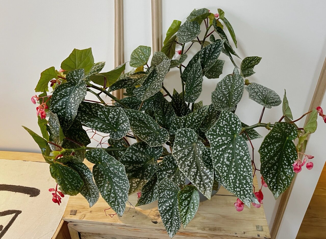 养了一年的富士山秋海棠 昨天发了老鳟鱼的照片收到好多小伙伴的点赞
