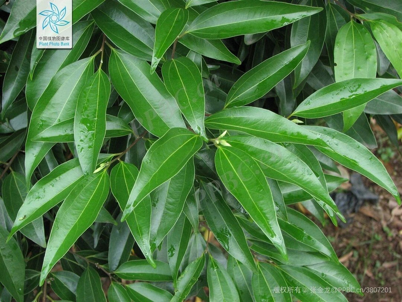 day14园林树木——阴香 中文名:阴香 别名:坎香草