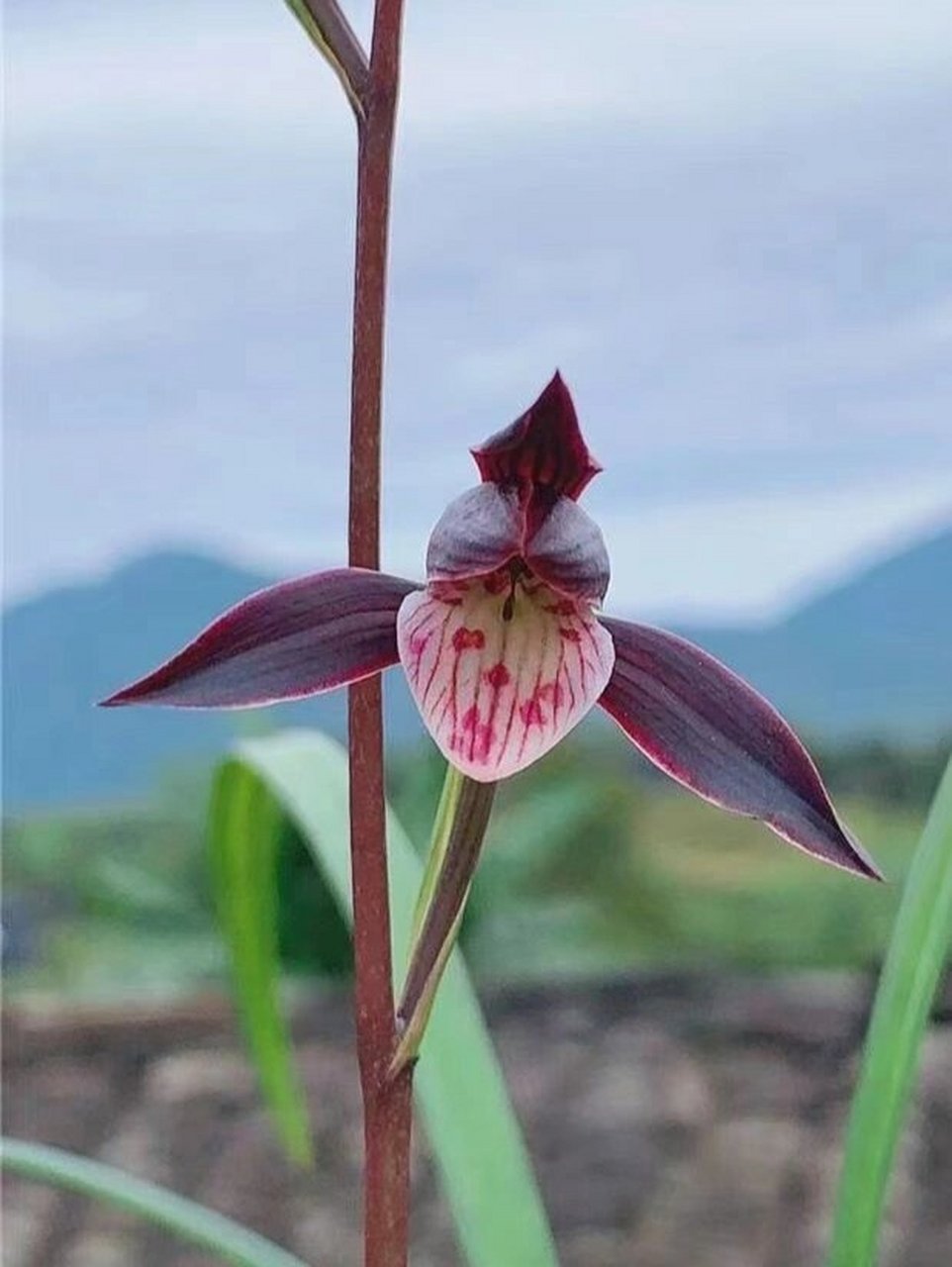 细叶寒兰经典紫花——紫燕