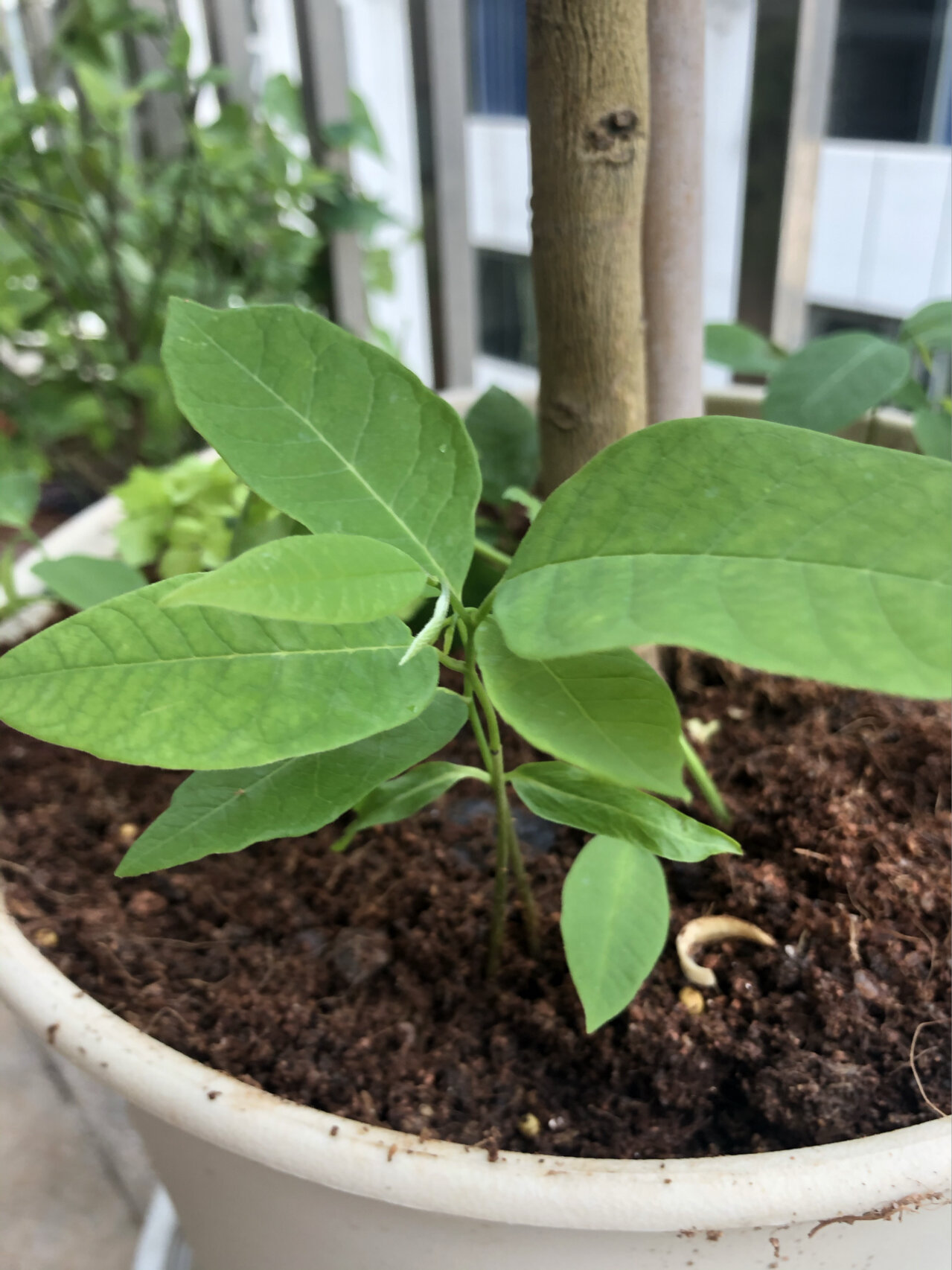 释迦果种植温度图片