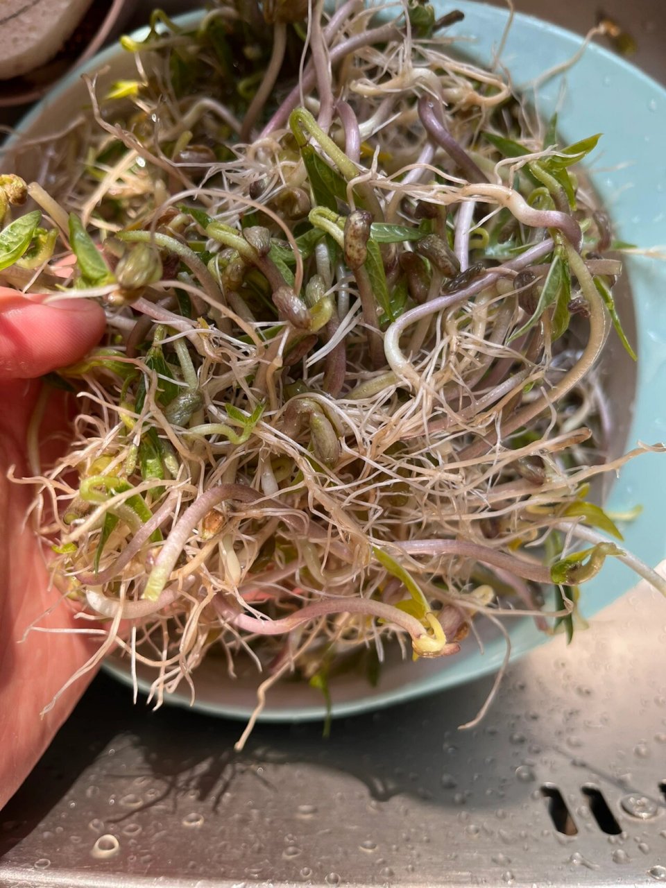 自己泡的绿豆芽能吃吗 我用大瓶子泡的绿豆芽有绿叶子,这还能吃吗?
