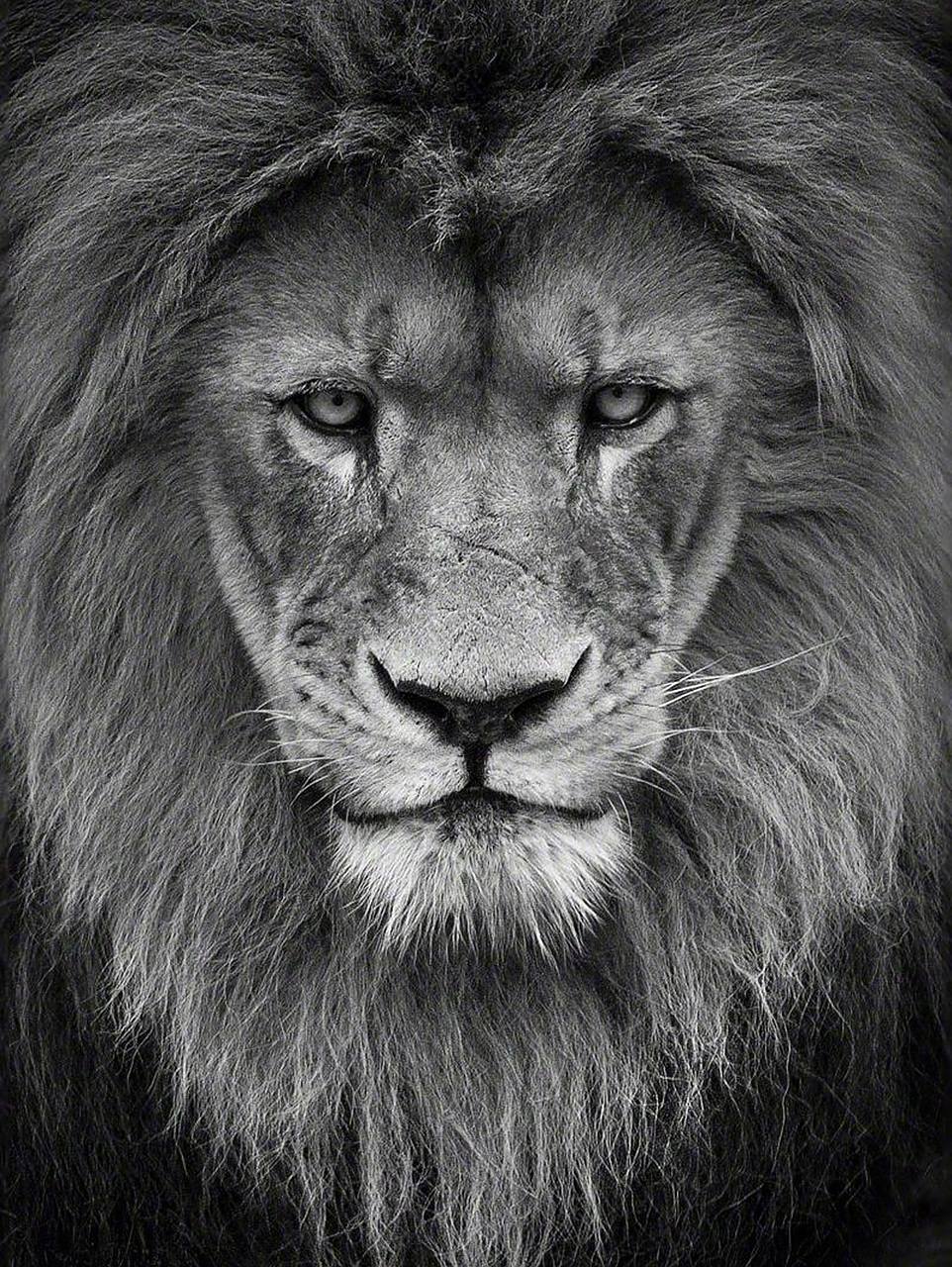 动物素材分享|雄狮写真 今天分享一组雄狮正脸的黑白写真,是不是很酷?