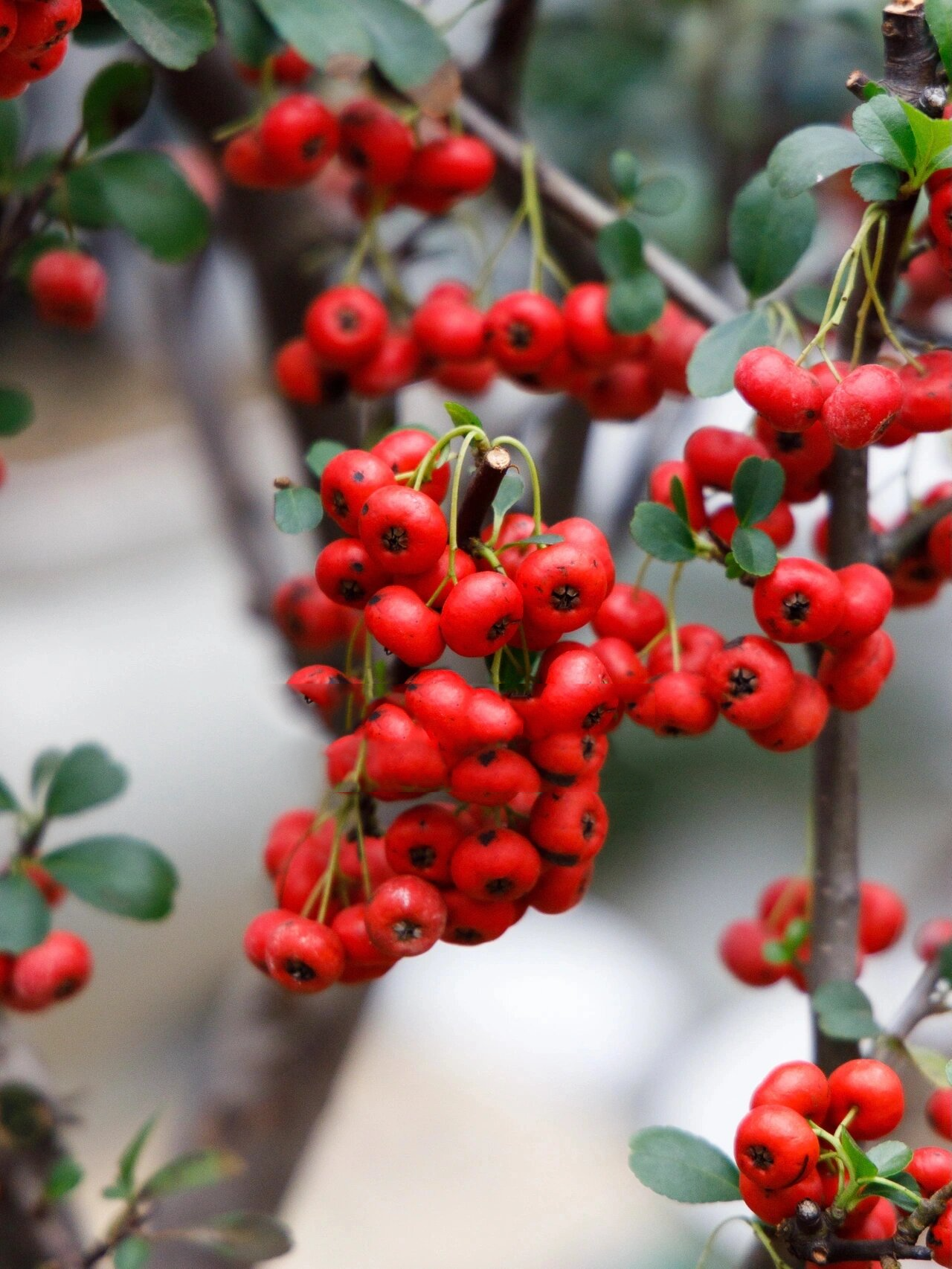长满红果果的年宵花也叫发
