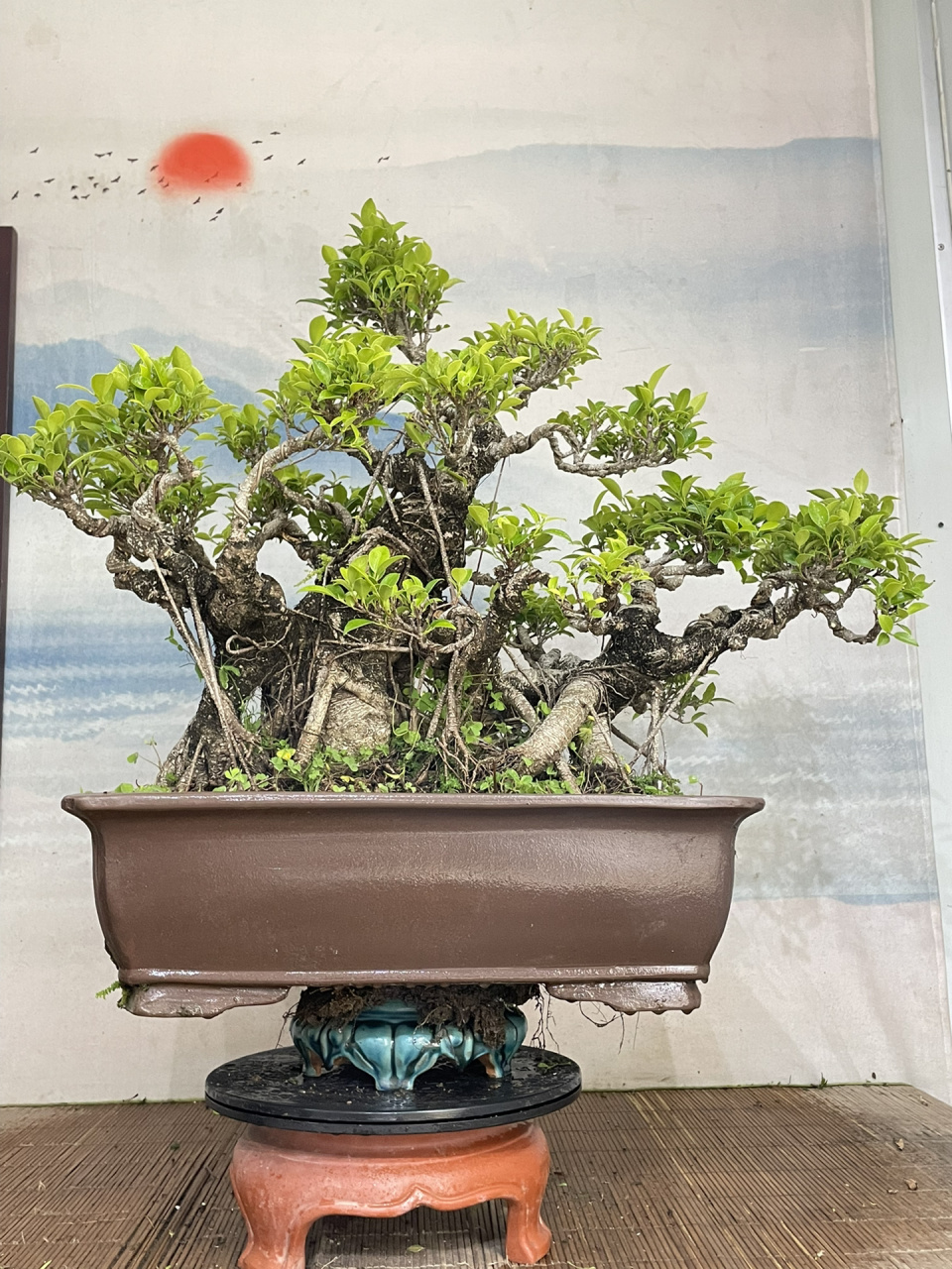 超老桩一颗矮霸台湾榕盆景