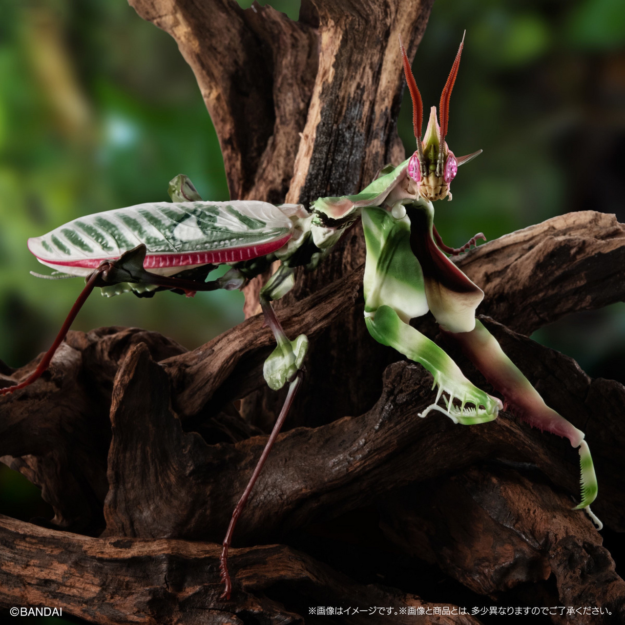 万代线上扭蛋 生物大图鉴advance 魔花螳螂     万代线上扭蛋 生物大