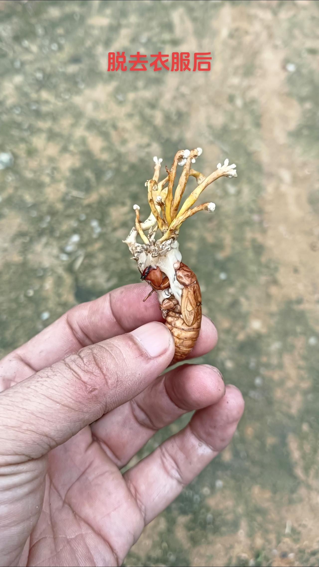 给金蝉花脱去衣服大自然的馈赠 中药材 金蝉花虫草 山货