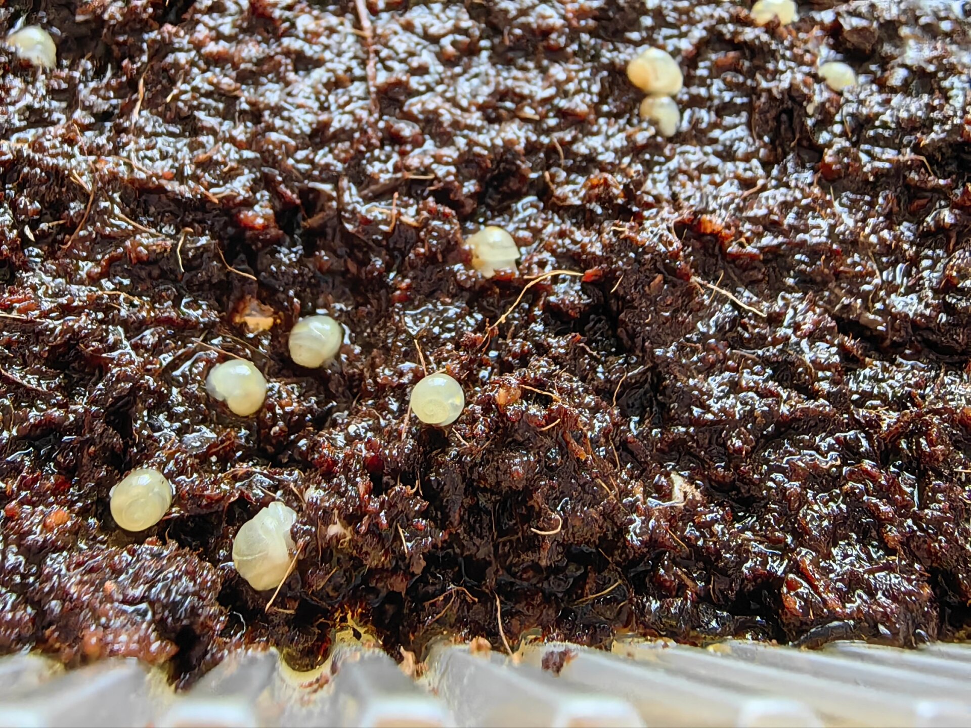 孵化小蜗牛 白玉蜗牛买回来十几天就突然发现产了一堆卵,把卵放到湿润