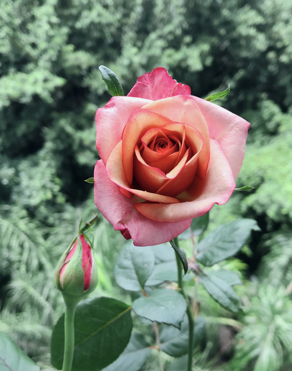 红酒月季·你是我的神!