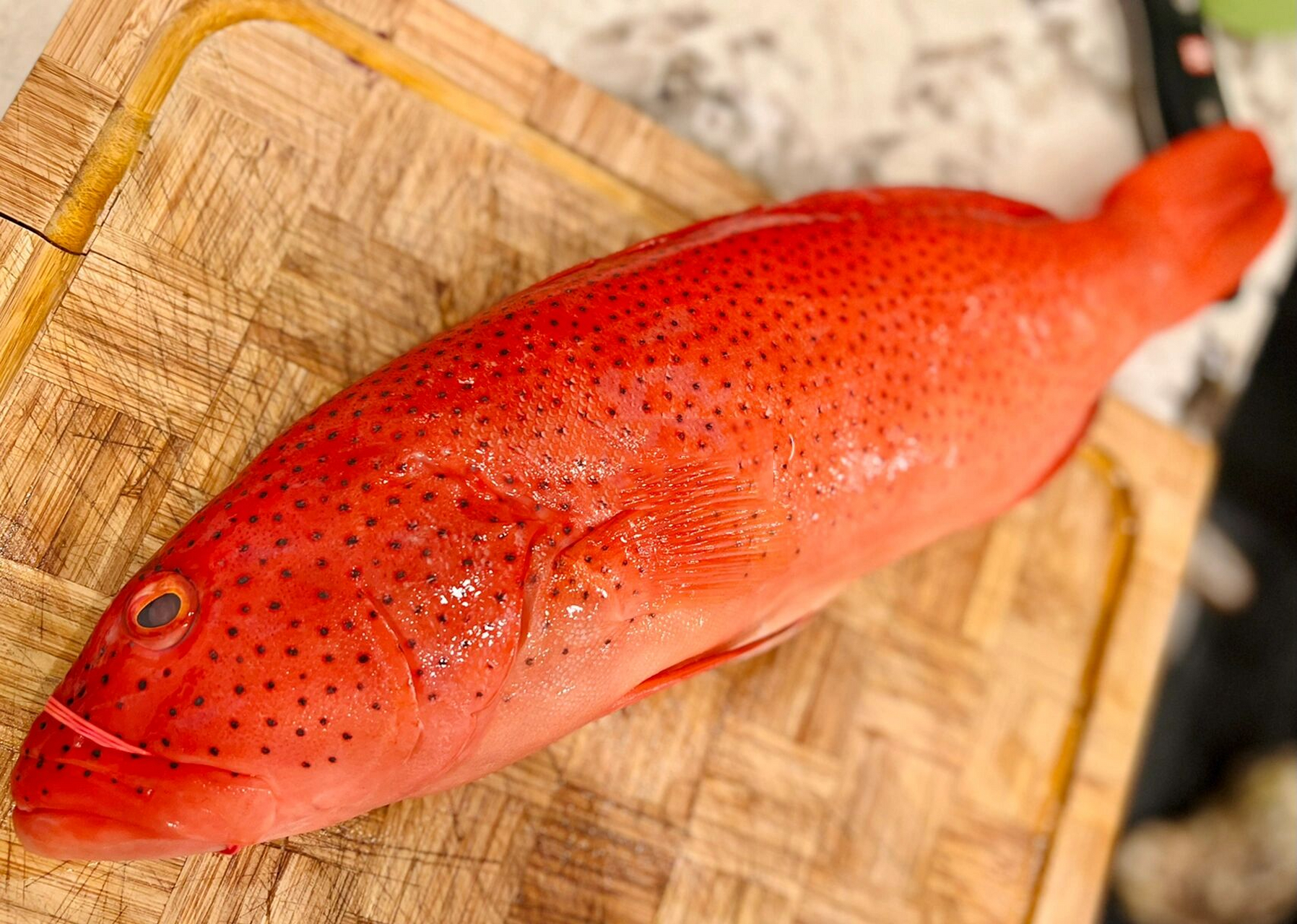 97新鲜深海野生东星斑