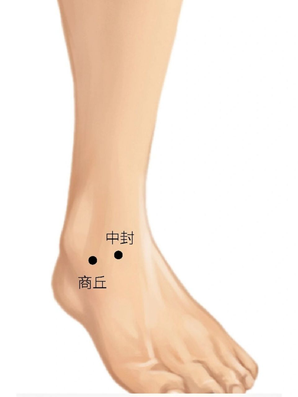 的商丘穴这两个穴都在脚内踝骨前缘的凹陷中,中封穴的位置靠前上一点