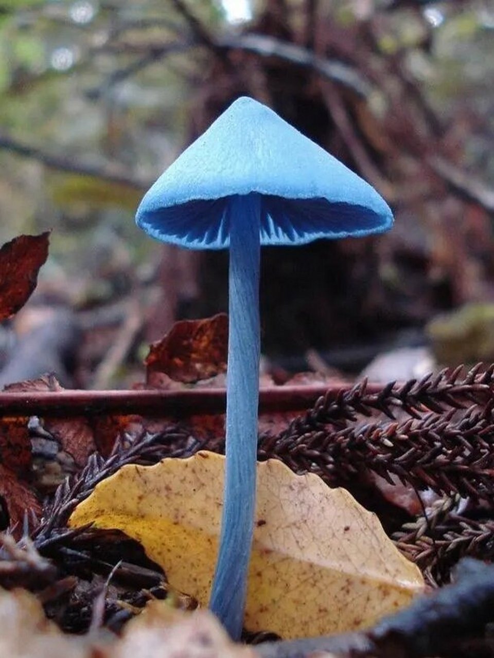 菌,天蓝蘑菇 拉丁学名:entoloma hochstetteri 目:伞菌目 科:粉褶菌科