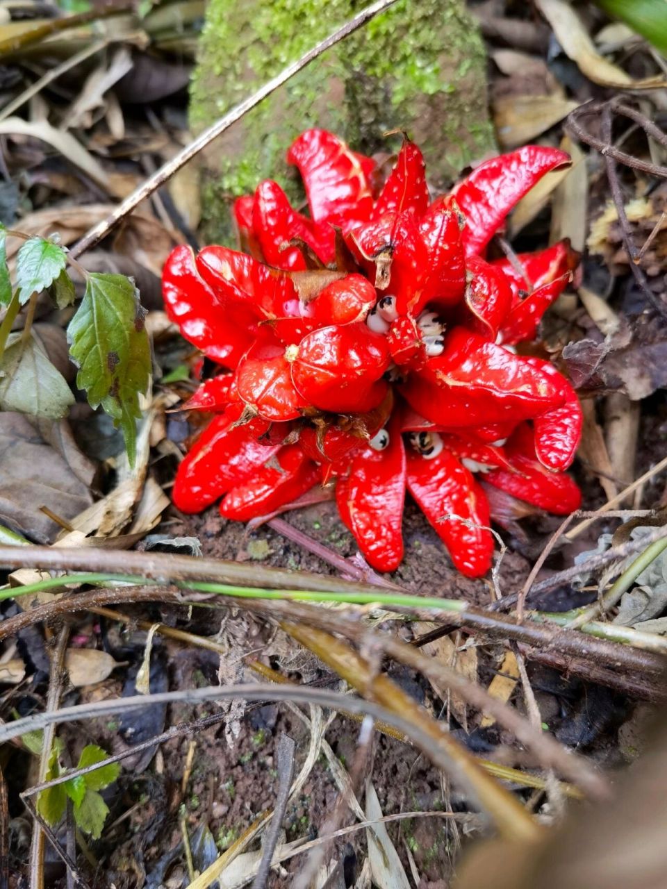 冥冥之中,它唯一的想象是,关于物候故事,第一页,往往都是春天.